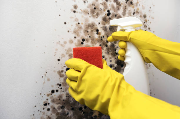 Best Industrial Mold Remediation in USA